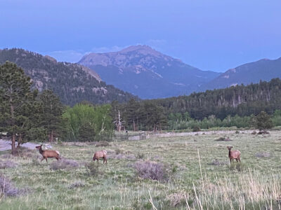 Elk in Rocky Mountain National Park