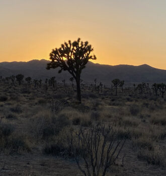 California National Parks Road Trip Joshua Tree