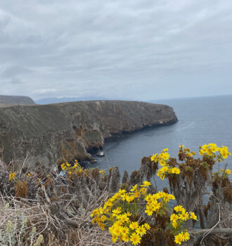 California National Parks Road Trip Channel Islands flowers