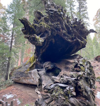 California National Parks Road Trip Kings Canyon