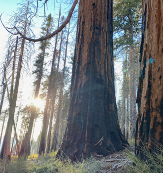 California National Parks Road Trip Sequoia